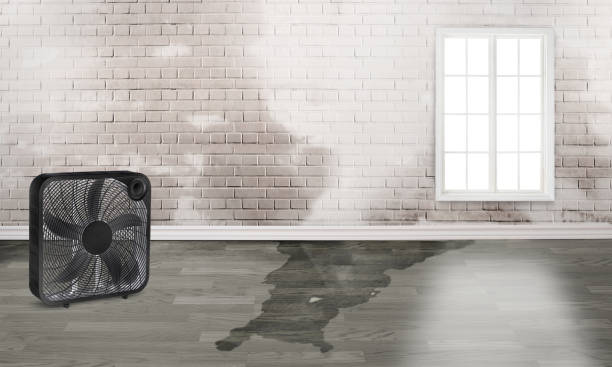 Best Mold removal after water damage  in Eatonville, WA